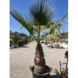 Mexická palma (Washingtonia Robusta) – výška kmeňa 60-80 cm, celková výška 160-180 cm, obvod listov +-110 cm (-4°C) 